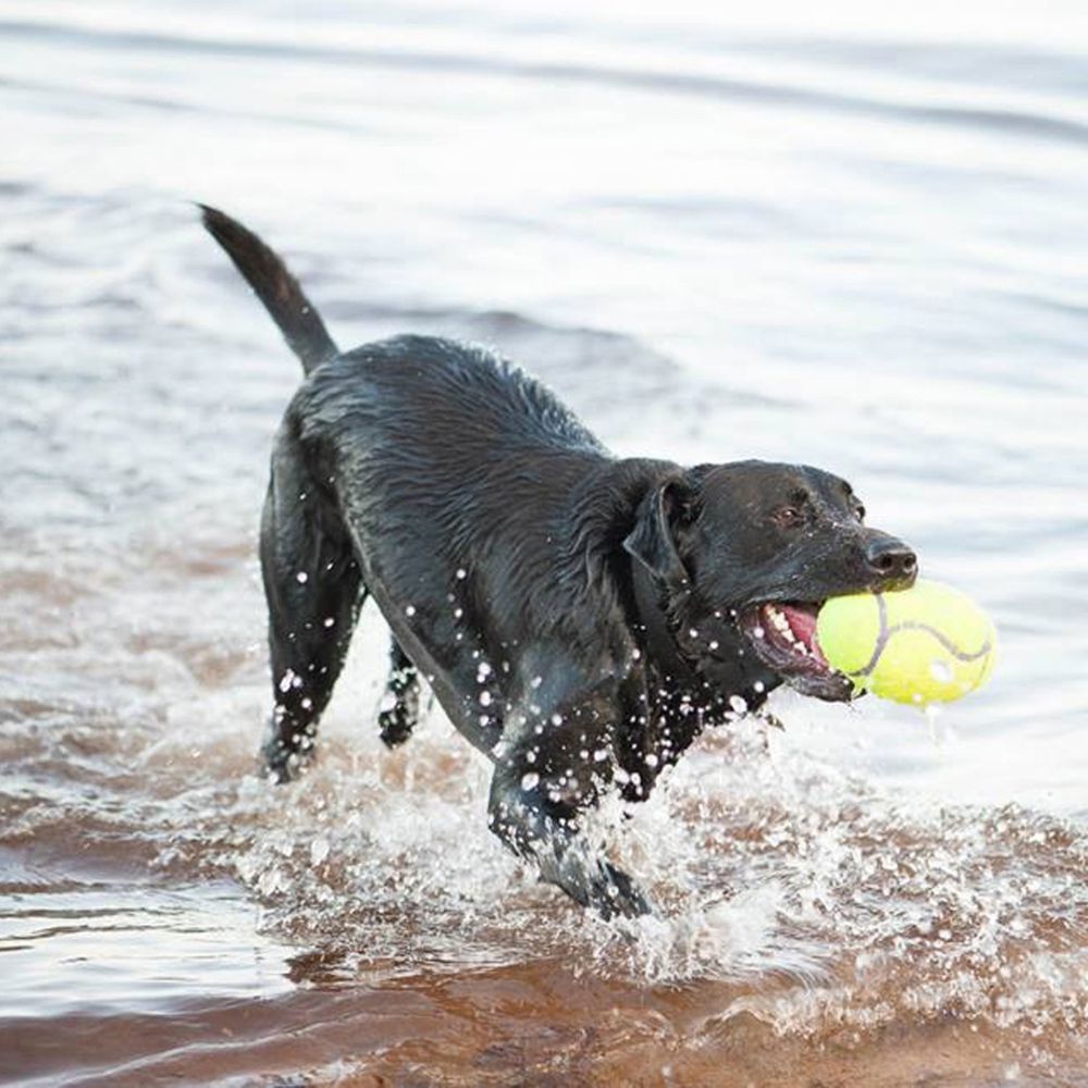 Airdog Football Squeaker Large Kong