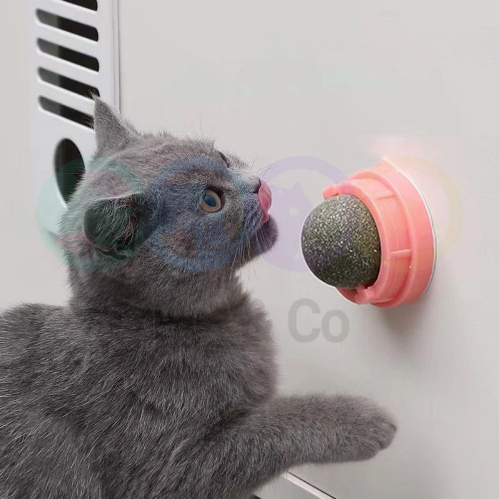 Catnip Wall Ball for Cats